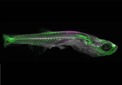 Zebrafish with fluorescent nervous system in green.